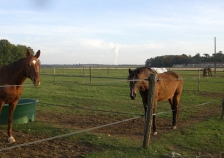 Cours et randonnees equestres dans la Vienne